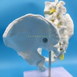 Обучение медицину естественным образом, человеческое тело человеческого тела человеческого тела, тазовая модель таза прикрепляла два -поясничный бедро и крестцовый хвостовой кость