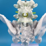 Обучение медицину естественным образом, человеческое тело человеческого тела человеческого тела, тазовая модель таза прикрепляла два -поясничный бедро и крестцовый хвостовой кость