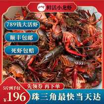 Свежие раки 789 юаней очень большие выращенные в чистой воде красные креветки очень большие креветки в чистой воде SF Express 5 кошек