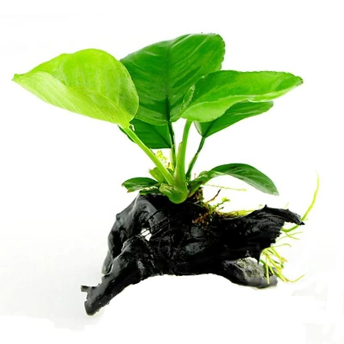 Четыре сезона ювелирные украшения тропическая рыба вода Фикус зеленое растение сажает вода трава живые пресноводные растения