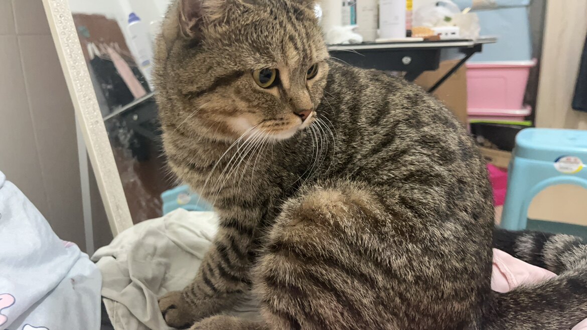 碧素堂正品店