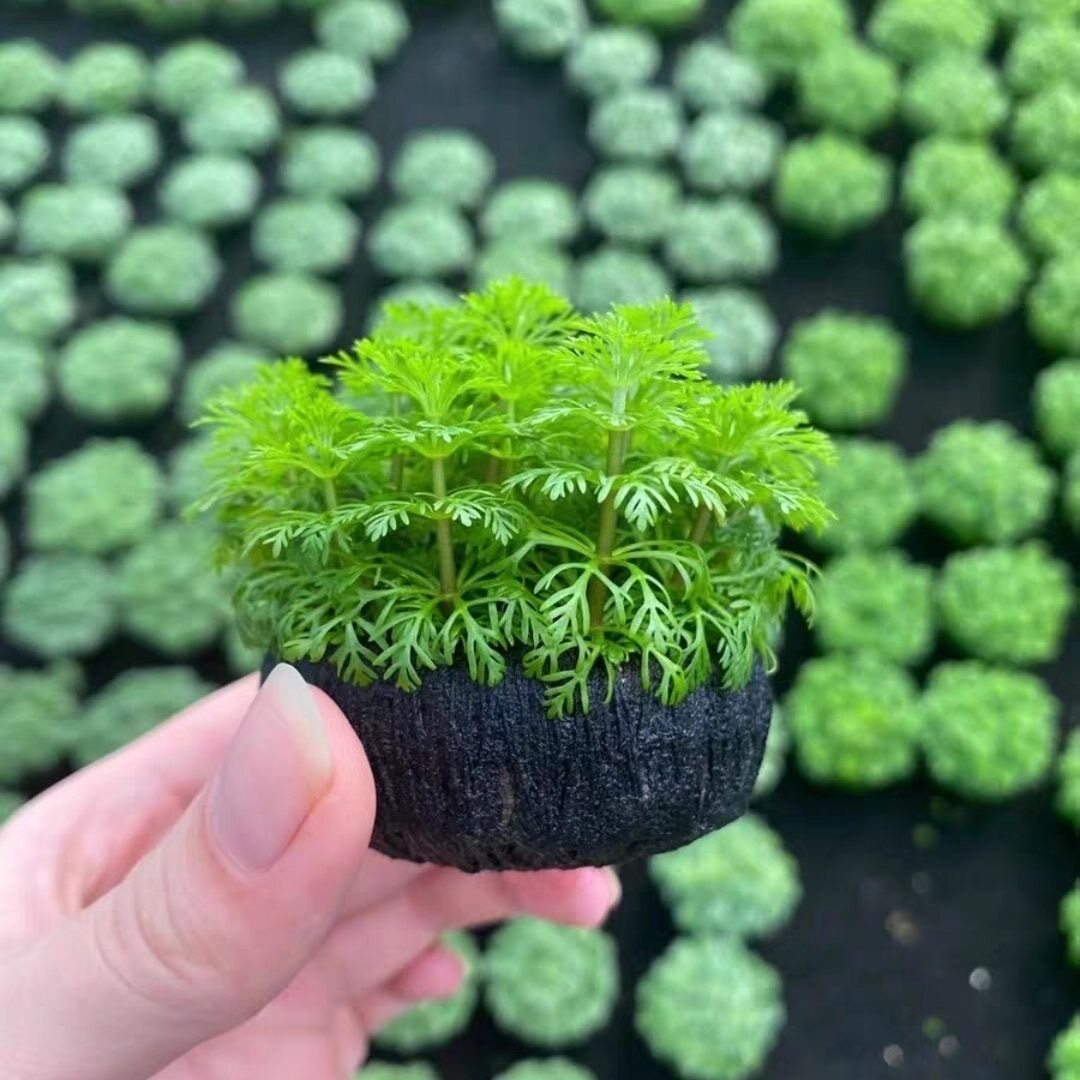 小宝塔坨草真新手好养吗？2026年阴性水草造景为何越来越推它？-水生植物-淘宝百科网