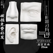 Five official plaster statue like real face like fine art teaching aid hem decorated with David Five official eye-ear stun sketches sketches for students