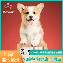 Purebred Corgi puppies Welsh two-color Corgi three-color Corgi short-legged Corgi Shanghai Kennel pick up at your doorstep