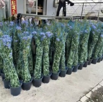 Flower packaging diameter 10-35cm plastic net plant net flower packaging stretched plastic net sold by kilogram