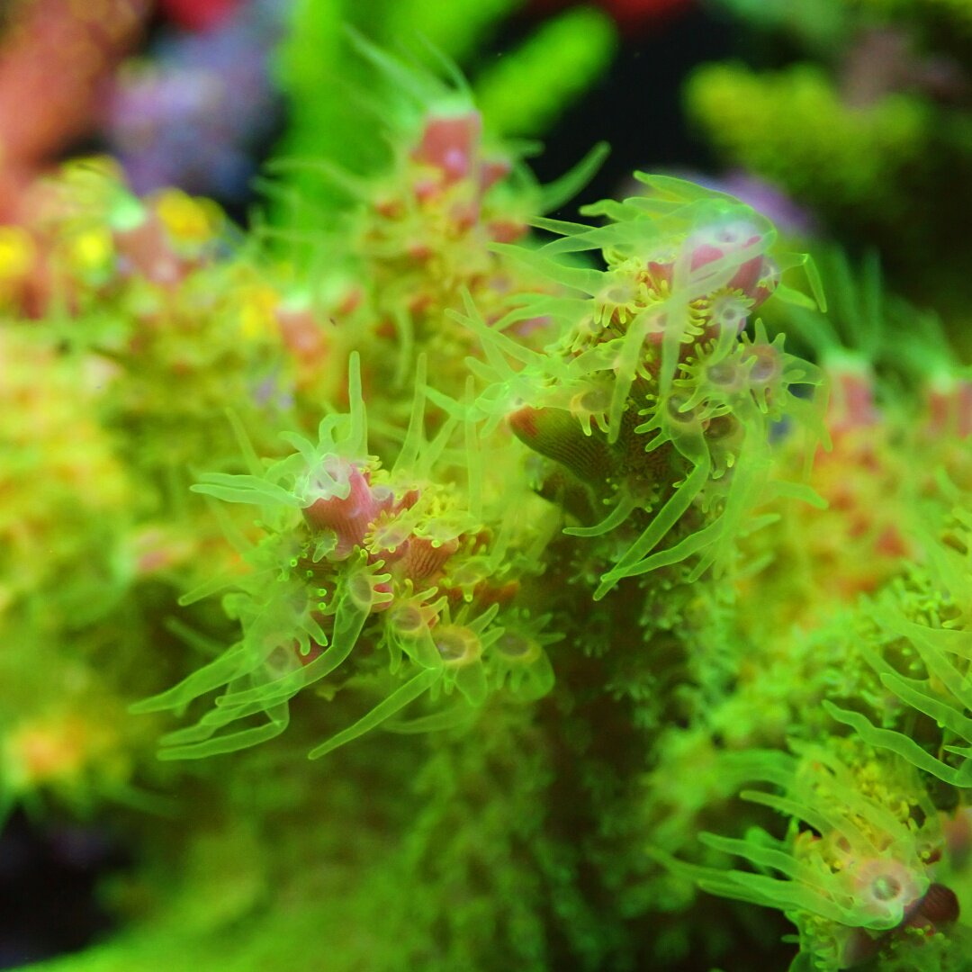 珊瑚 令人惊叹的110 加仑SPS 主宰珊瑚礁水族馆，由Atlantik V4 •Orphek 点亮