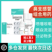 Cat-in-nose treatment with nose-in-the-nose sneeze nasal squalor Rhinitis Runny Nose Young Cat Cough Little Cat Cold