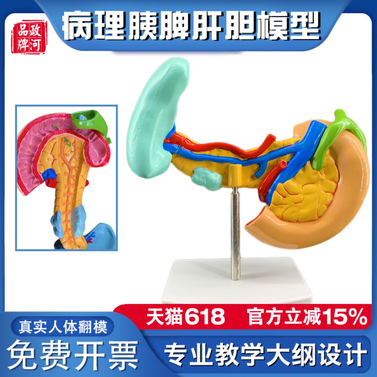 政河病理胰脾肝膽人體器官結構解剖模型醫院展示擺件學校教學演示