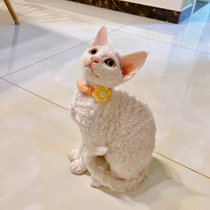 Devon curly purebred kitten live blue-eyed small milk cat Devon imperial cat domestic non-shedding pet cat