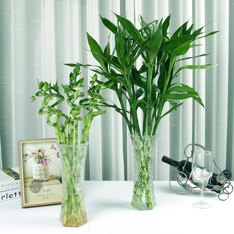 富贵竹水培植物转运开运竹花卉绿植盆栽绿萝室内花客厅水养节节高 实用礼物推荐 始料不及礼物网