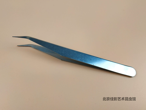 Curvir Tuzi (TIP) Образец насекомых.