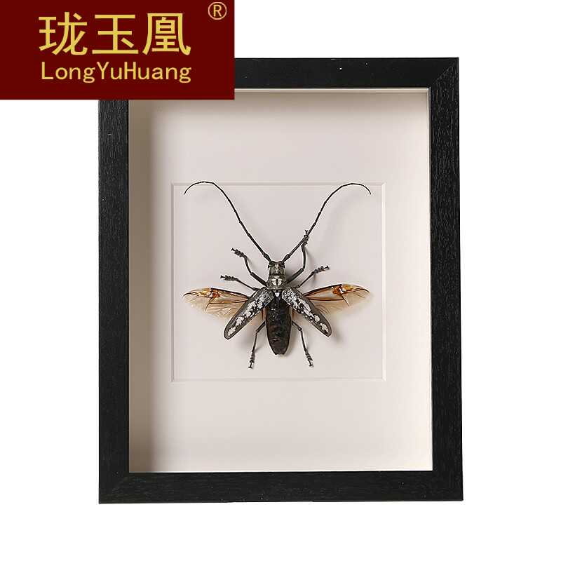 天牛寵物昆蟲標本框原蟲裝飾畫活體標本畫動物甲蟲相框擺件cl0504
