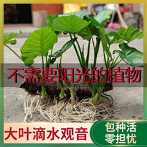 No need to see the sunshine small net red creative drip Guanyin green planting desk swing piece without earth hydroponic plant good to feed