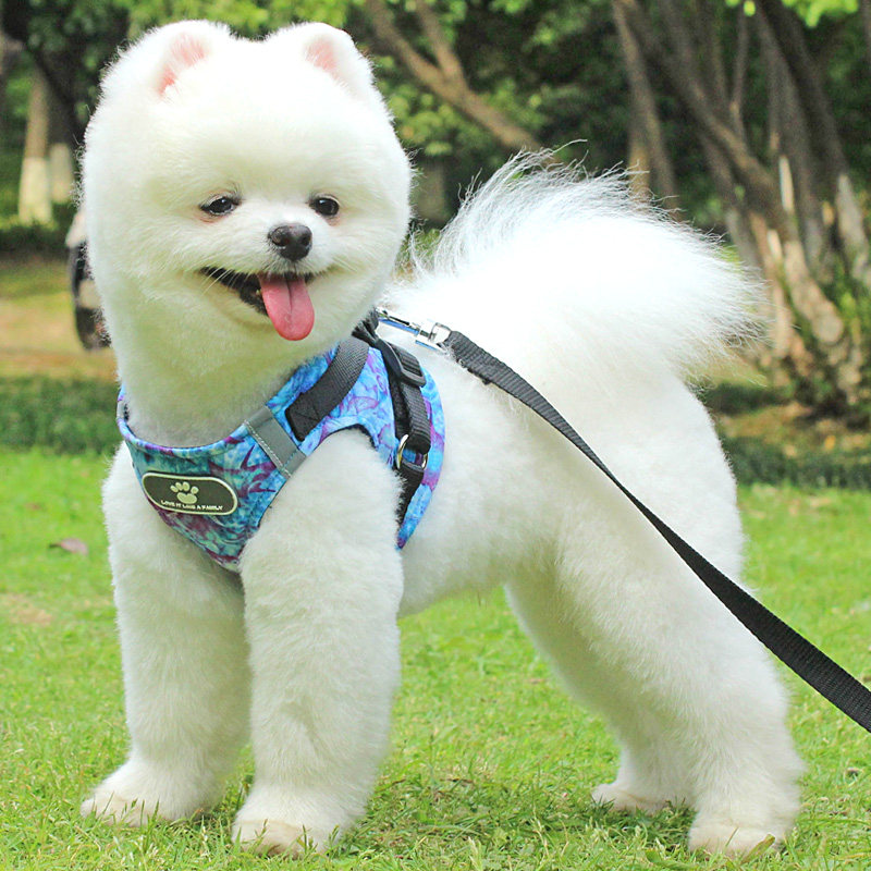 Dog Leash Medium Small Dog Leash Vest Teddy Bear Dog Walking Leash Pet Chest Harness Dog Chain