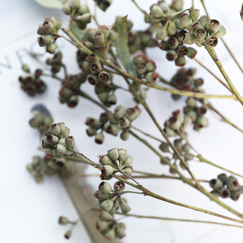 Dried flowers zombie fruit Halloween gift eucalyptus fruit indoor dry branches tree decoration flower arrangement shooting eucalyptus fruit