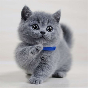 纯种英国短毛猫蓝白蓝猫蓝胖子折耳英短幼崽活体宠物猫活物小猫咪