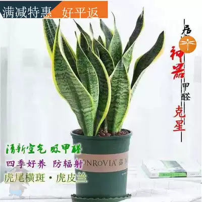 Tiger Pilan potted indoor formaldehyde plant green plant Phnom Penh Tiger Pilan seedlings with pots to purify the air four seasons is good