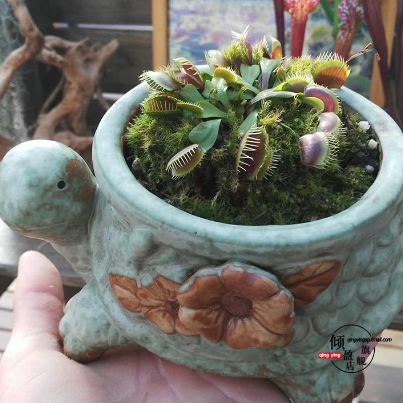 Fly plant - eating insect before plant tastes green plant, small potted catching flies mosquitoes and fragrant bag mail does not contain the pot