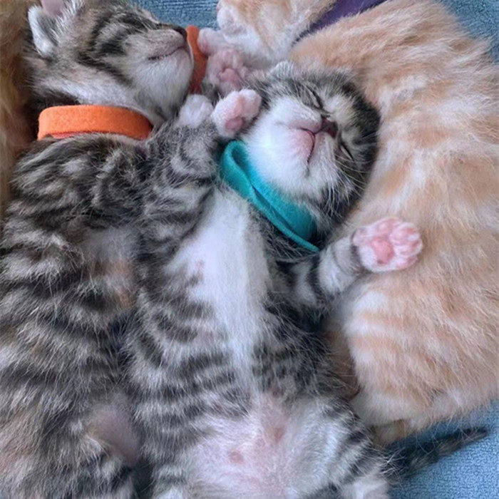 25年最新!田园橘猫活体宠物猫幼猫选购全攻略,家养猫咪新手必看-猫咪-淘宝好物网