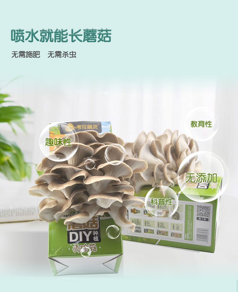 考拉精灵新鲜蘑菇盒子可食用diy菌包菌种