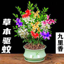 New multi-colored nine-mile fragrant flowers potted incense repellent evergreen indoor four-season flowering hardy and good breeding plants