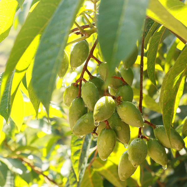 Fuzhou Qingyu fresh picking of the original fruit cooker Tommy brewing wine pickup 450g