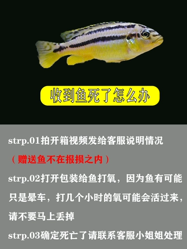 [Тигр] Чистокровный импортный Sanhu Cichigra Live Fish Клянка тропическая обаста рыба пресноводная домашние животные домашние животные