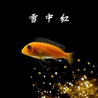 Светло-желтый