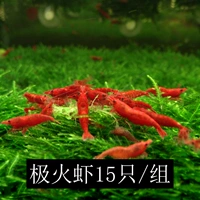 Пожарные креветки 15