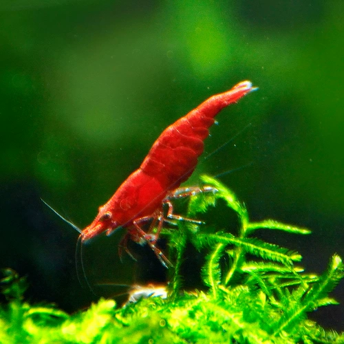 Экстремальные огненные креветки для креветочных креветков Наблюдение за креветками Живое тело пресноводство.