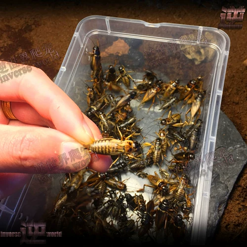 [Тигр] Бесплатная доставка в прямом эфире 头 Игла 蟋蟀 Масляная тыква