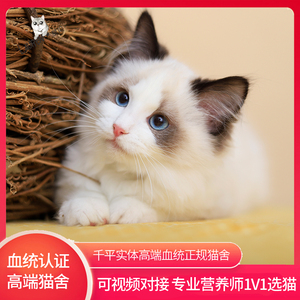 布偶猫纯种幼猫仙女猫幼崽宠物猫猫咪活物小猫咪长毛可爱海双布偶