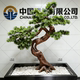 Simulated Welcoming Pine Tree for Landscaping, Large Artificial Black Pine Tree, New Chinese-Style Pine Tree for Indoor Decoration, Hotel and Shopping Mall Ornaments