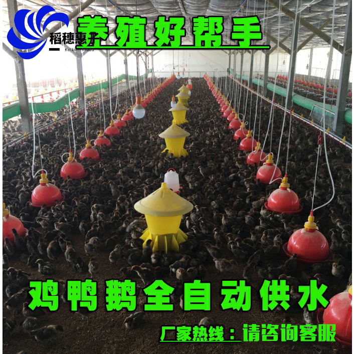 Breeding Chicken equipment Supplies Pramatsu Automatic Drinking Water Chicken Duck Goose with water feeder chicken coop drinking water jug