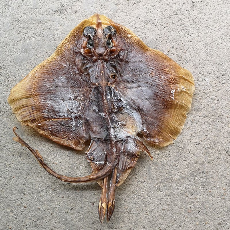 Dried skin fish Dried boss fish Dried hole ray fish man fish Magic fish Plaice Light dried scallop fish Dried seafood 500g