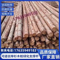 Piling wooden river bank protection greening seedlings support poles pine log piles flood prevention and reinforcement round timber project