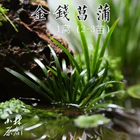 Деньги 窝 1 гнездо