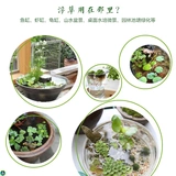 Популярный пресноводный аквариум для утки на вода