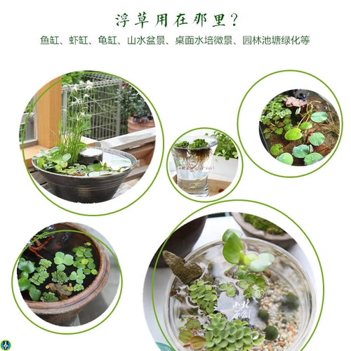 Популярный пресноводный аквариум для утки на вода