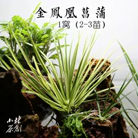 Золотой феникс 1 菖 1 гнездо