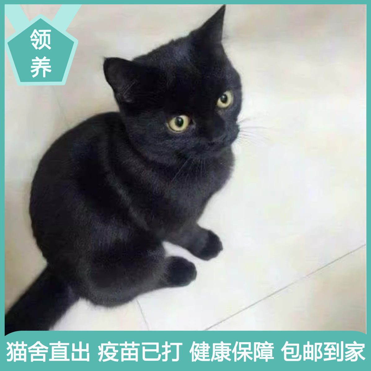 玄猫纯黑猫咪：高贵典雅的不掉毛宠物猫，家养首选！-猫咪-淘宝好物网