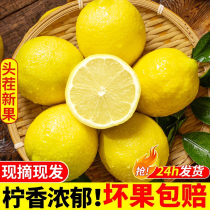 Selected Yunnan yellow lemon 5 pounds large fruit high-quality fresh fragrance fresh seasonal fruit with thin skin and juicy drink partner