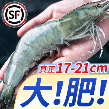 Super large and super fat qingdao prawns are a great gift