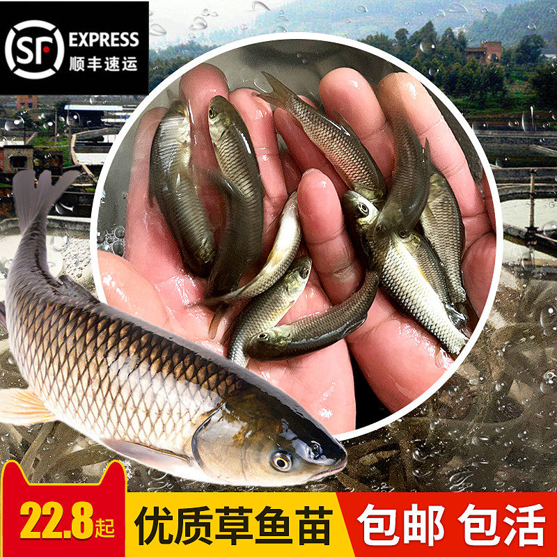 Grass carp fry wholesale freshwater live fish half a catty a catty extra large size good breeding 20cm edible small grass carp fry