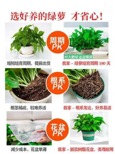 Зеленый горшечный горшок посаженный формальдегид очищающий воздух в крытый офис гидропонный цветочный цвет зеленый растение Новое домохозяйство.