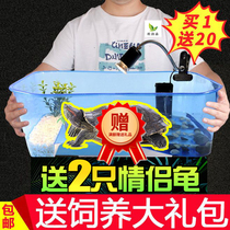 Turtle artifact Turtle breeding box Tank with drying table Container box for turtle breeding Son of a bitch supplies live animal villa