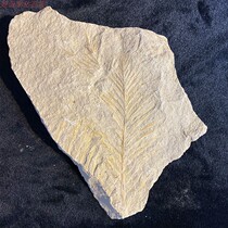 Liaoning branch plant fossil boutique Liaoxi Chaoyang original plate no fracture no repair collection ornamental first-hand goods