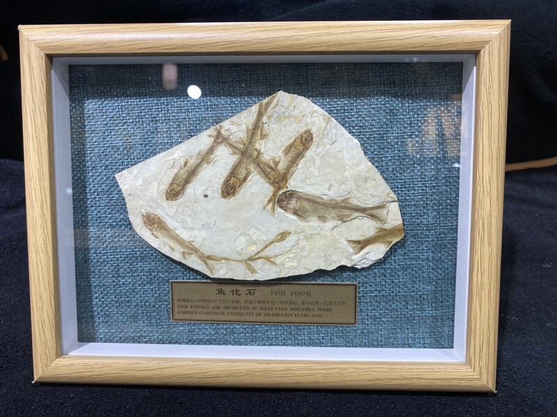 Fossil of a Wolffin Fish from the Ancient Liaoxi Region, Single Fish, Multiple Fish, Framed in Wood, Plant and Insect Fossils, Decorative Piece, Free Shipping Fossil of a Wolffin Fish from the Ancient Liaoxi Region, Single Fish, Multiple Fish, Framed in Wood, Plant and Insect Fossils, Decorative Piece, Free Shipping