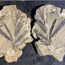 Liaoning Branch Plant Fossil Boutique Liao Xi Chaoyang Soundboard Full-Truth No Modification to the Collection Furnishing