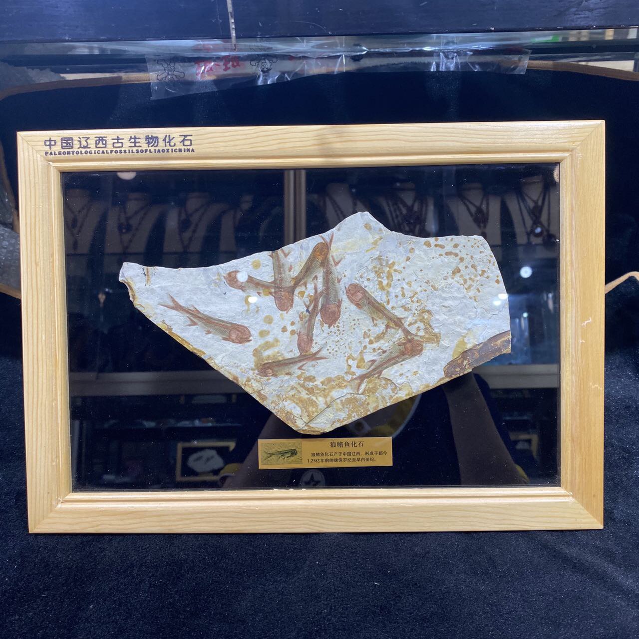 Fine Liaoxi paleontological group fish fossil solid wood frame mounted wolf fin fish fossil plant fossil insect fossil